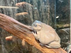 -酷以爬仙阁实体爬宠店·守宫·蜥蜴·专业繁育