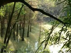 -滴水岩森林公园