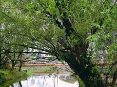 -上海共青森林公园