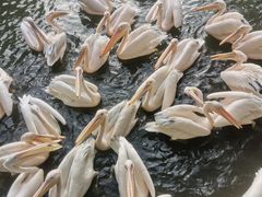 -广州长隆飞鸟乐园