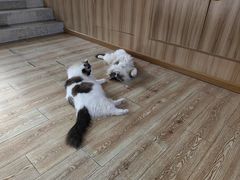 -白兔子密室(长寿路店)