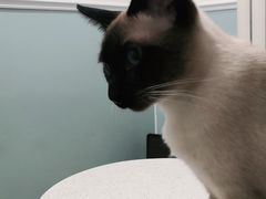 -纳吉亚猫专科动物医院·北北分院