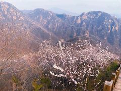 -大岭沟猕猴桃谷风景区