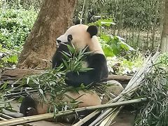 -都江堰中华大熊猫苑