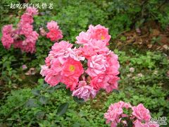 -保利石象湖景区