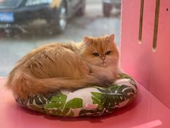 -青奢宠物·青奢猫舍