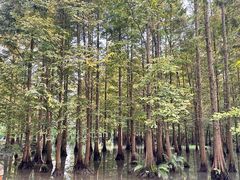 -桤木河湿地公园