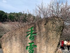 -香雪海