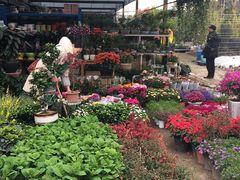 -三圣花乡旅游区