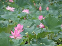 -翠湖国家城市湿地公园