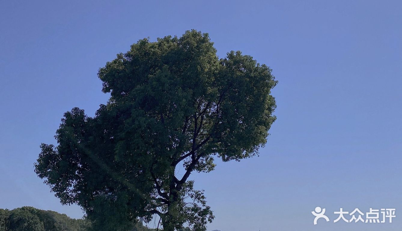 无锡最孤独的树🌲