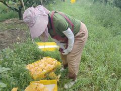 -老袁家蜜桃农场·阳山水蜜桃