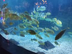 -烟台海昌鲸鲨海洋公园