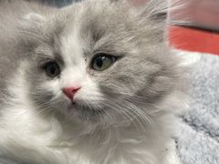 -babydoll猫舍·米努特·德文·缅因(久光中心店)