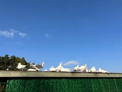 -上海佘山世茂艾美酒店