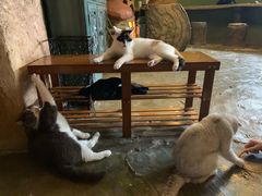 -猫猫幼稚园·撸猫·桌游·电玩