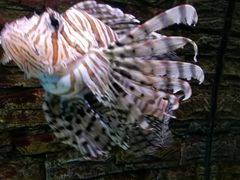 -北戴河圣蓝海洋公园