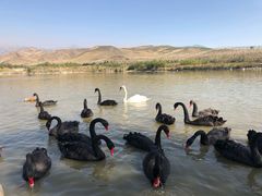 -新疆天山野生动物园