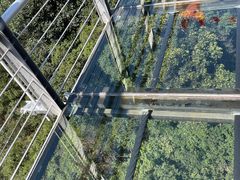 -九龙江国家森林公园