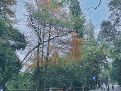 -深圳仙湖植物园