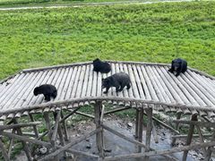 -黑瞎子岛探秘野熊园