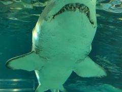 -上海海洋水族馆