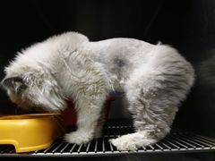 -安安宠医宠物医院·异宠·犬猫内科(岳阳分院)