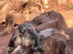 -昆明动物园