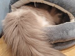 -滚猫咖啡·猫咖·猫友好撸猫(未来城店)