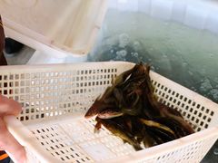 三角峰-金海椒罐罐鲢鱼(东方桂苑店)