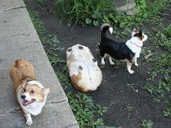 -钱小奴创意自助餐厅·原切谷饲安格斯畅吃(苏州昆山招商花园城店)