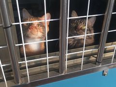 -圣宠动物医院·犬猫专科·影像中心·外科中心