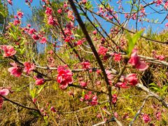 -神光山国家森林公园