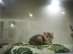 -青奢宠物·青奢猫舍