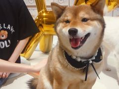 -柴务处·柴犬主题狗咖