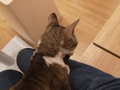 -有喵·猫咖·狗咖·30几只猫10只小狗(岗厦店)