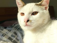 -喜洋洋宠物医院(震川路总店)