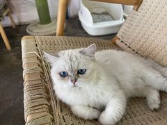 -喵屿·大理花园猫咖