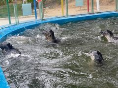 -北戴河圣蓝海洋公园
