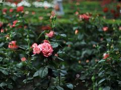 -自由港KTV(王子公主金平店)