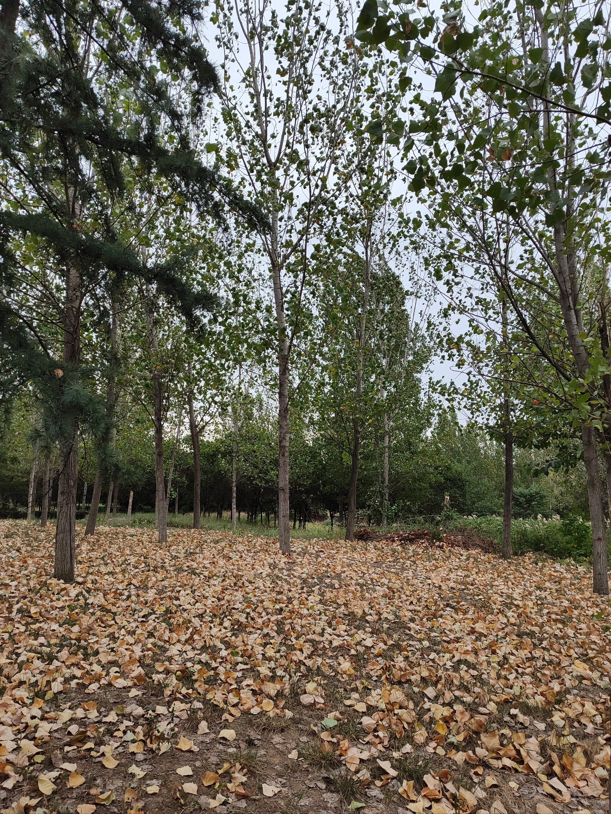 刮着风,叶子落了一地,雨跑哪去了