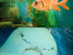 -上海海洋水族馆