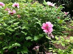 -洛阳市隋唐城遗址植物园