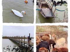 -池杉湖湿地公园