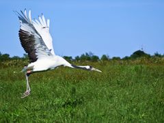 -盐城丹顶鹤湿地生态旅游区