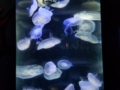 -泉城欧乐堡海洋极地世界