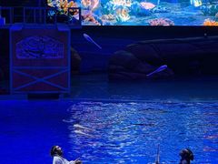 -海合安武汉极地海洋公园