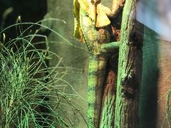 -可伦宾野生动物保护区