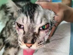 -东莞宠友24H宠物中心医院·转诊夜诊·异宠(新河北路院)