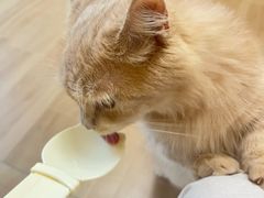 -唐小姐の私宠·宠物洗护美容·撸猫馆·购宠(周浦万达旗舰店)